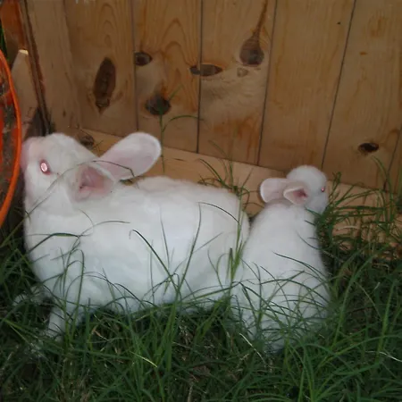 Karia Apart&pension ميسوديه